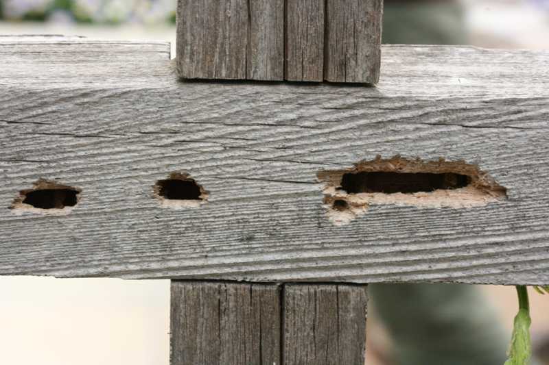 Carpenter Bee Damage To House